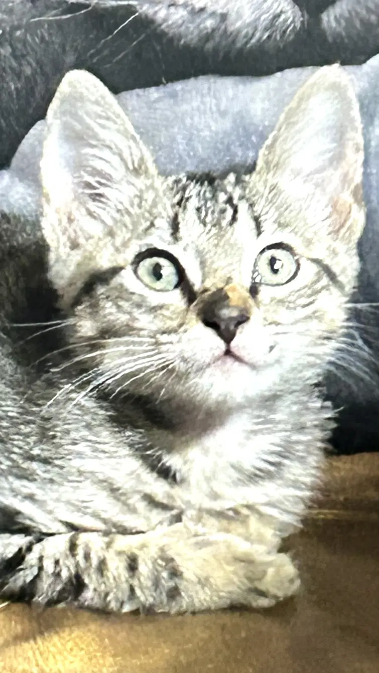 Meeko image 3
