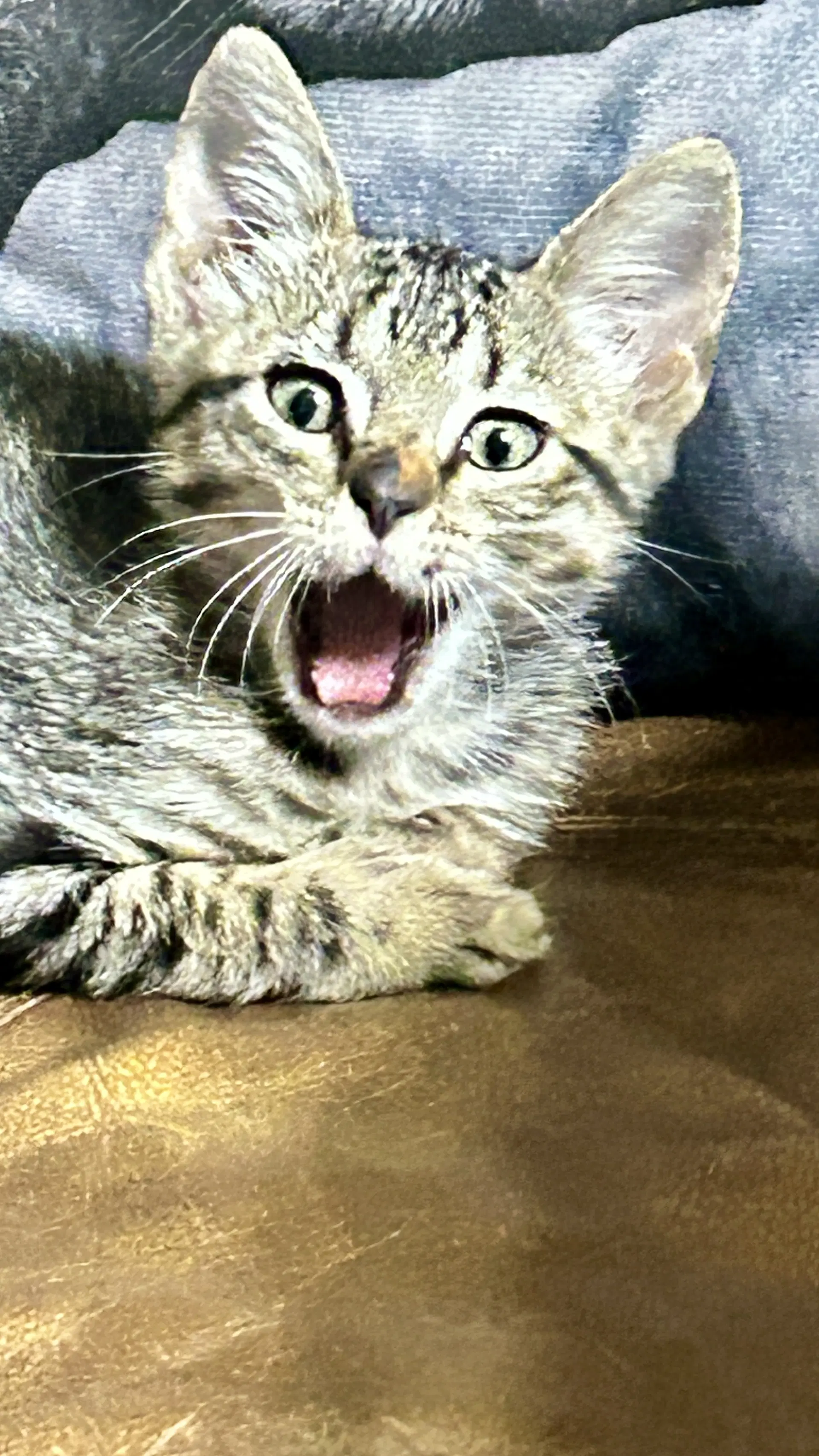 Meeko image 4