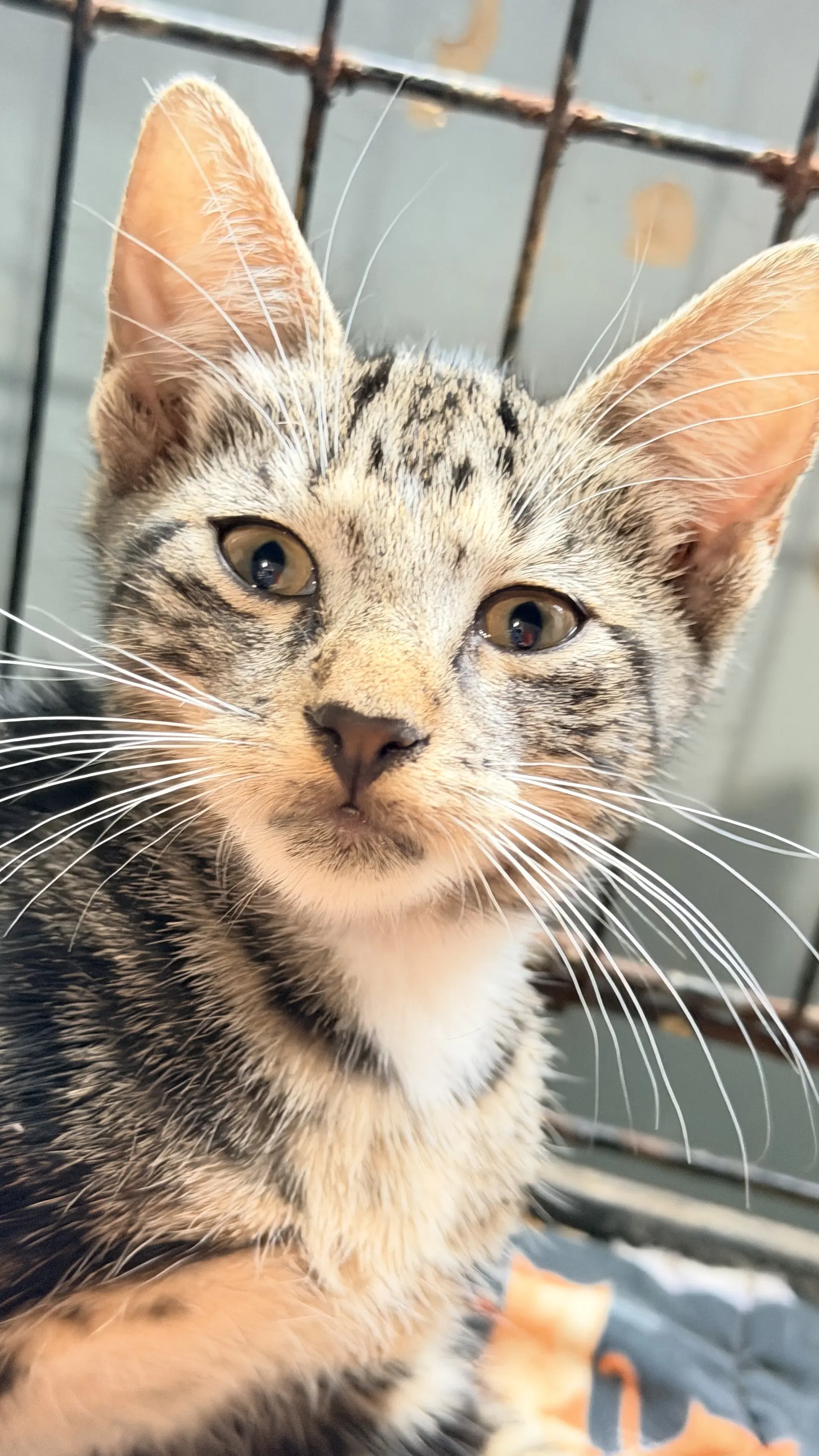 Badger - Tabby