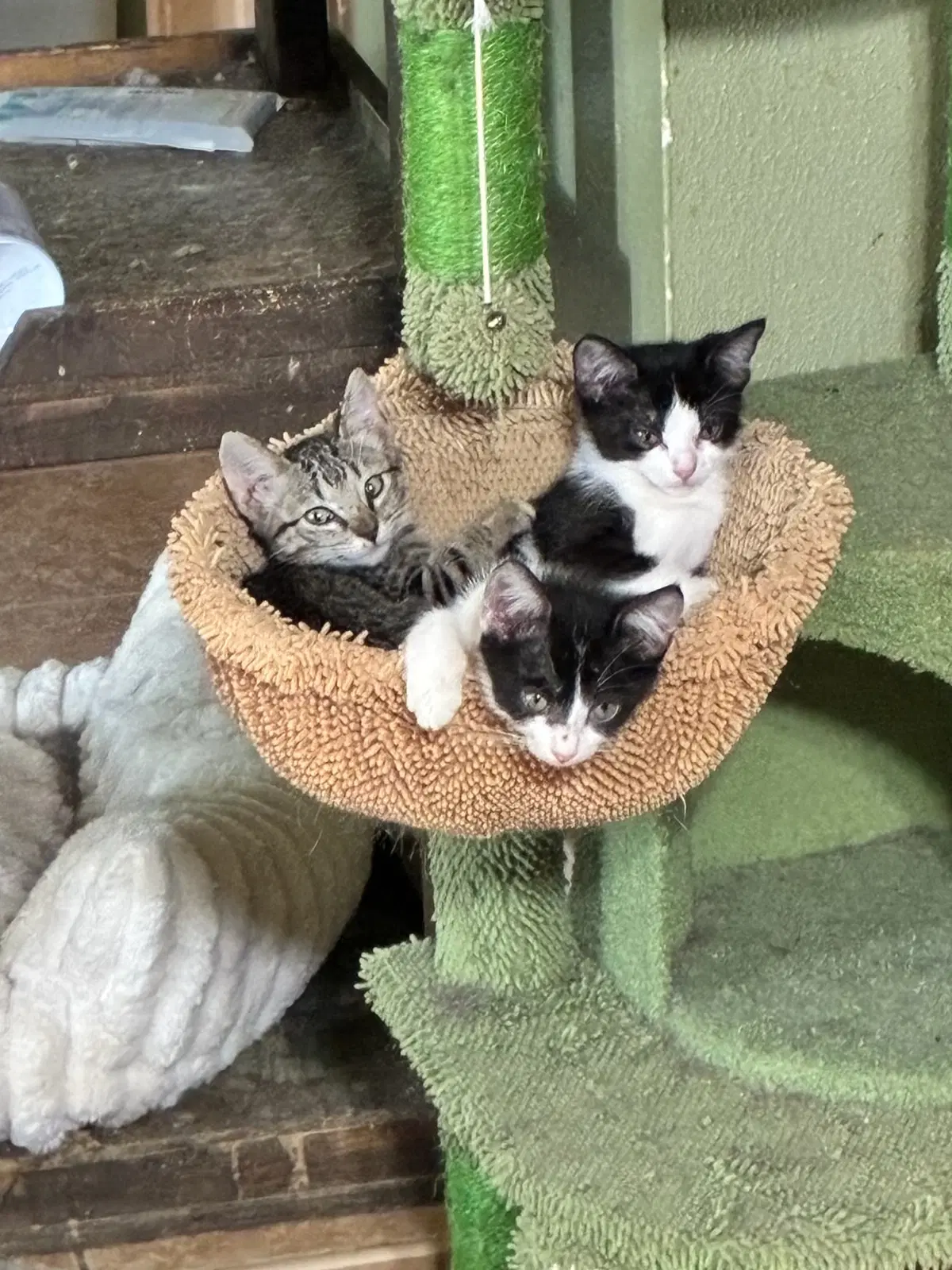 Purrphume image 2