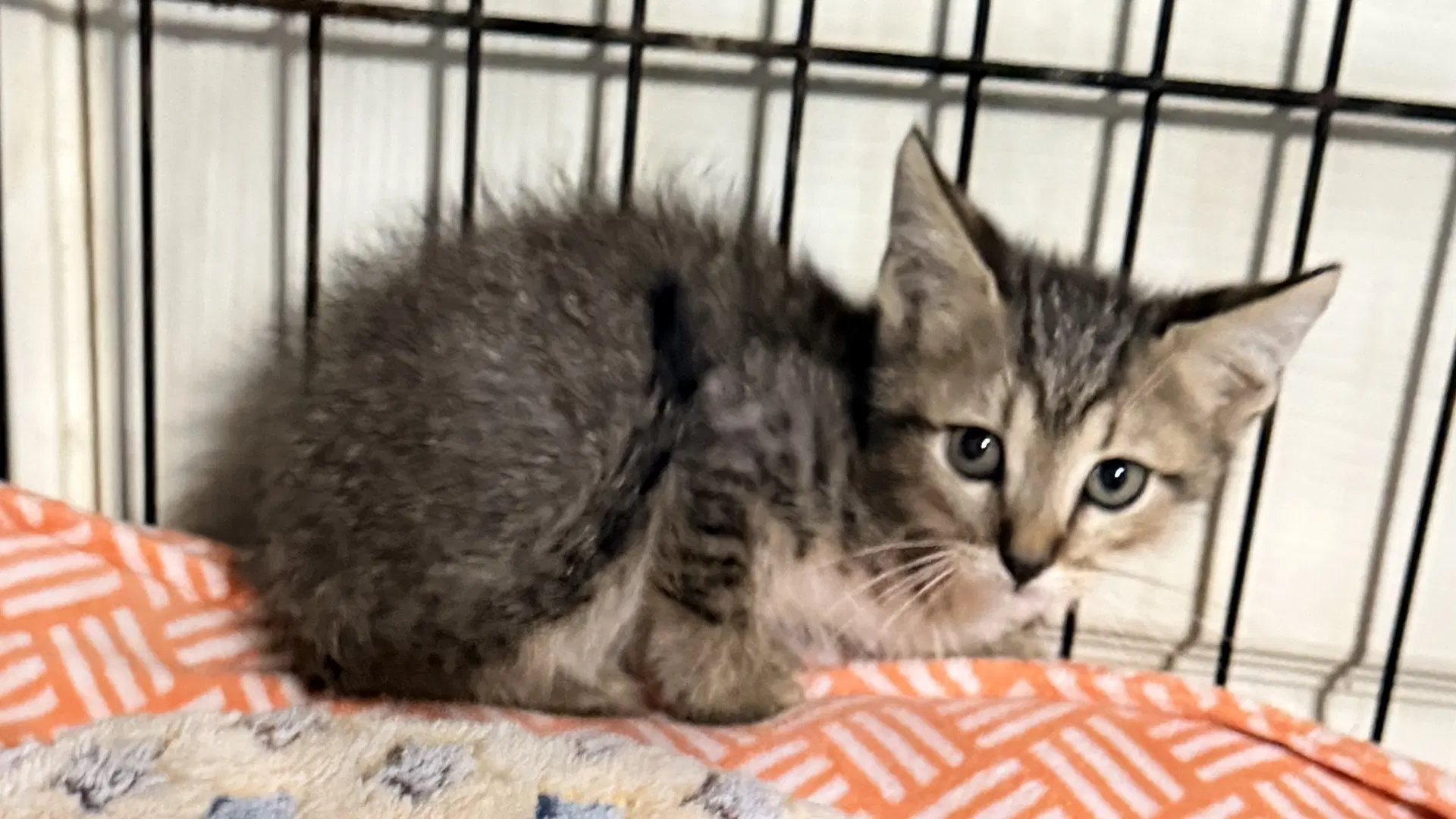 Catareena - Tabby