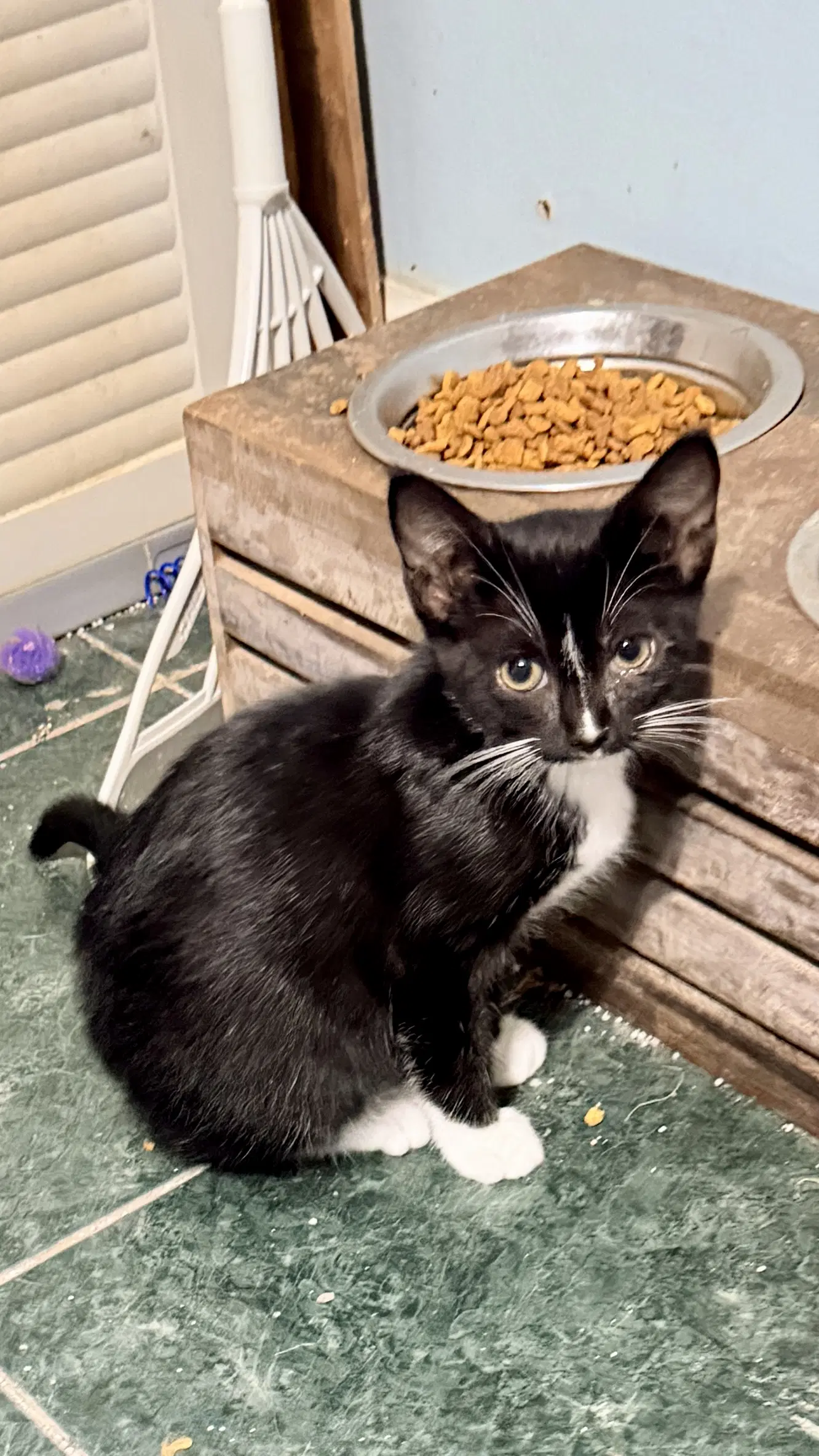 Bella - Tuxedo