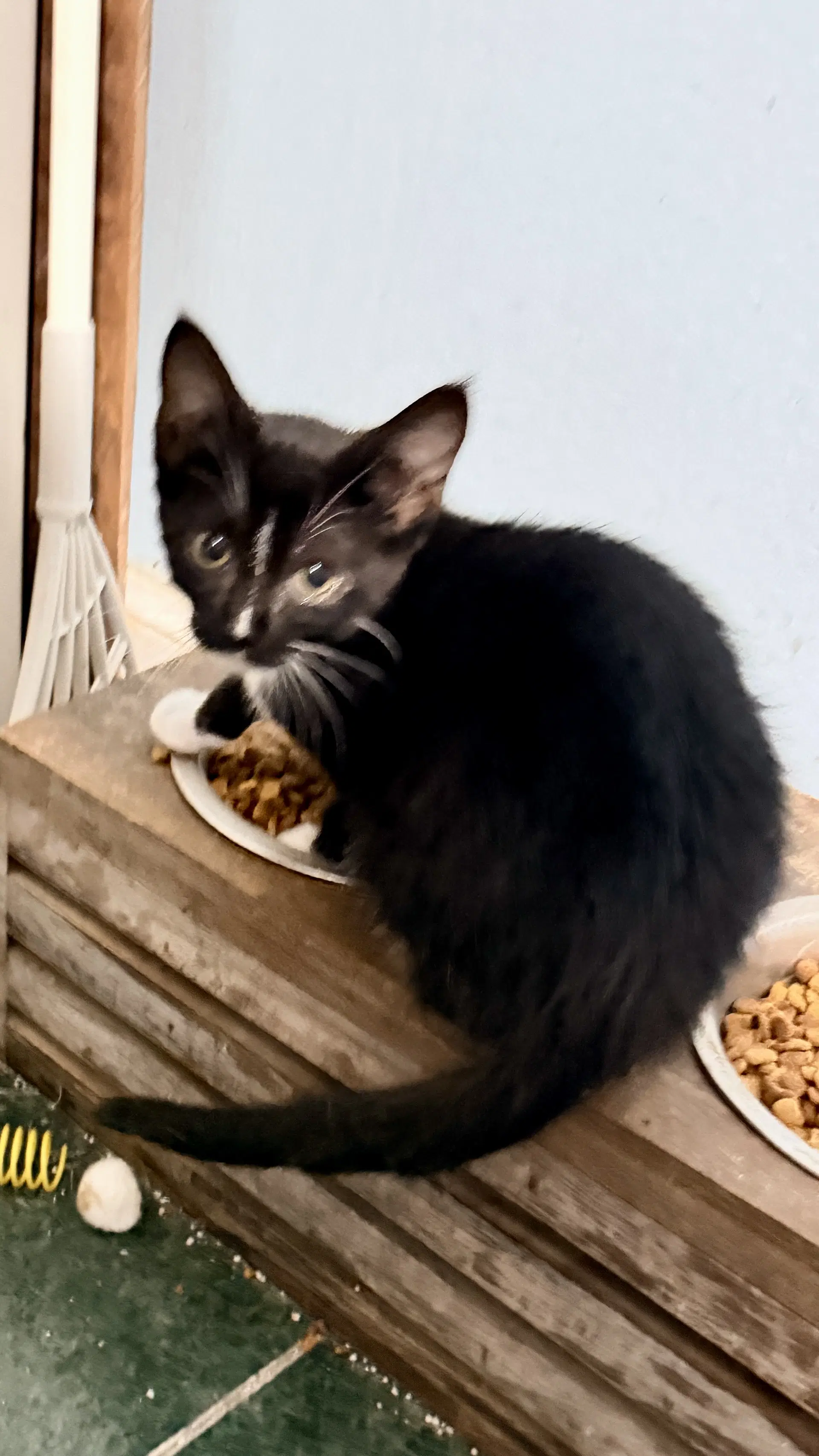 Bella image 2