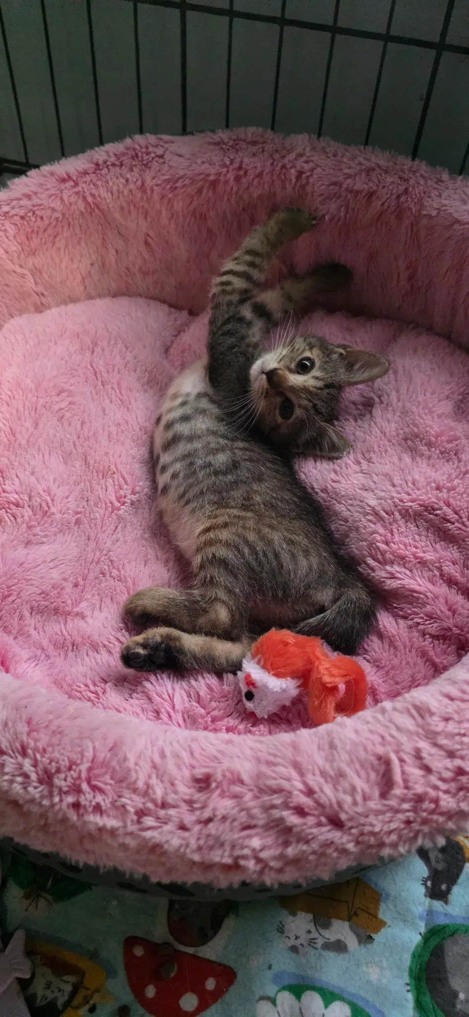 Catareena - Tabby