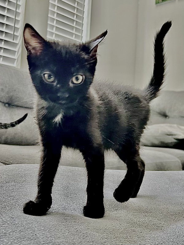 MAVIS