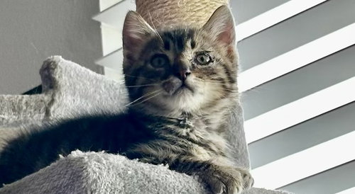 MISO