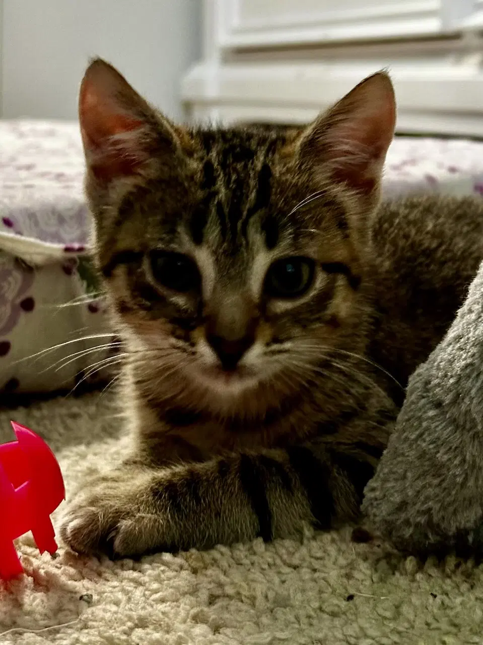 Chai - Tabby