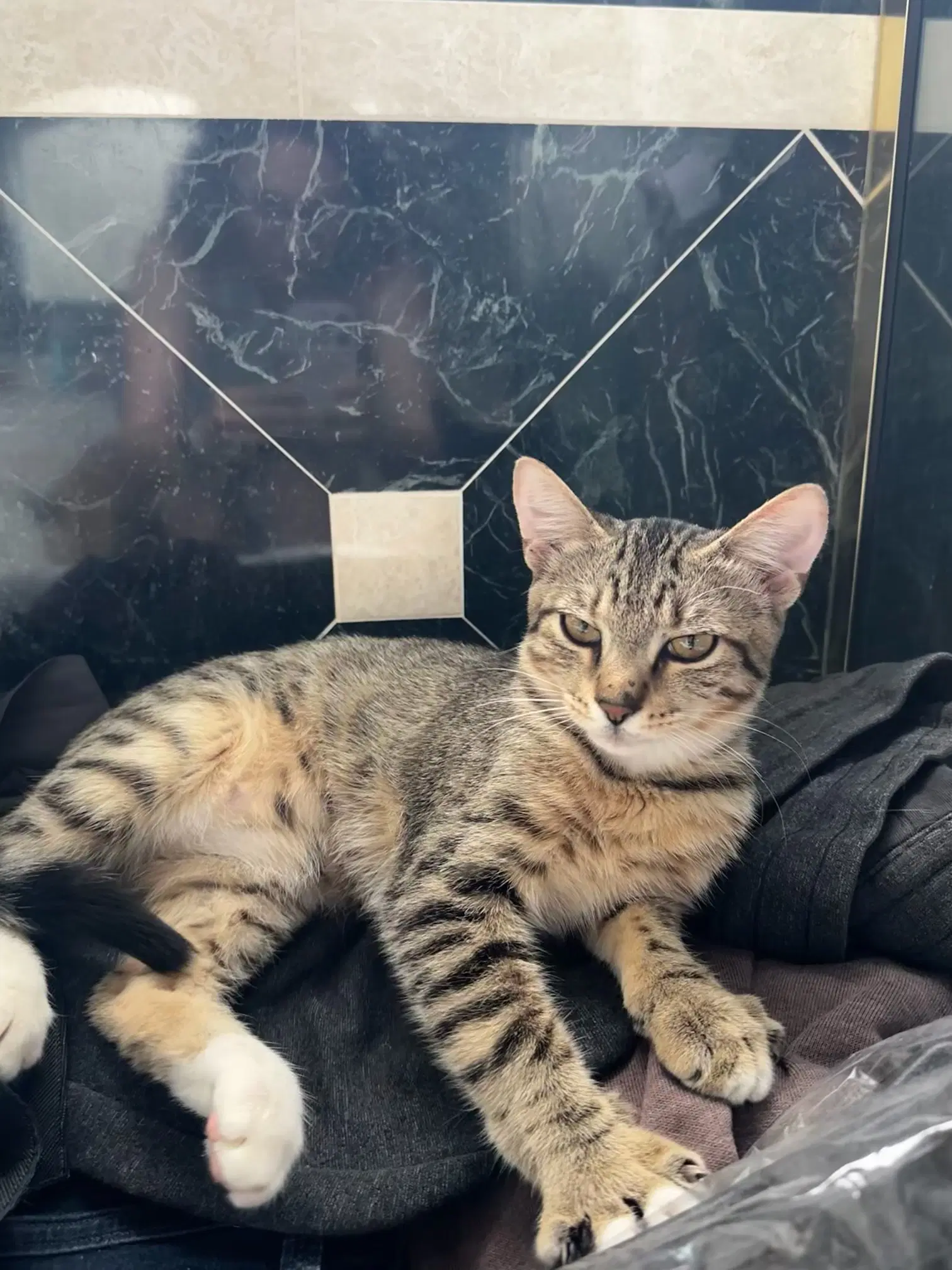 Echo - Tabby