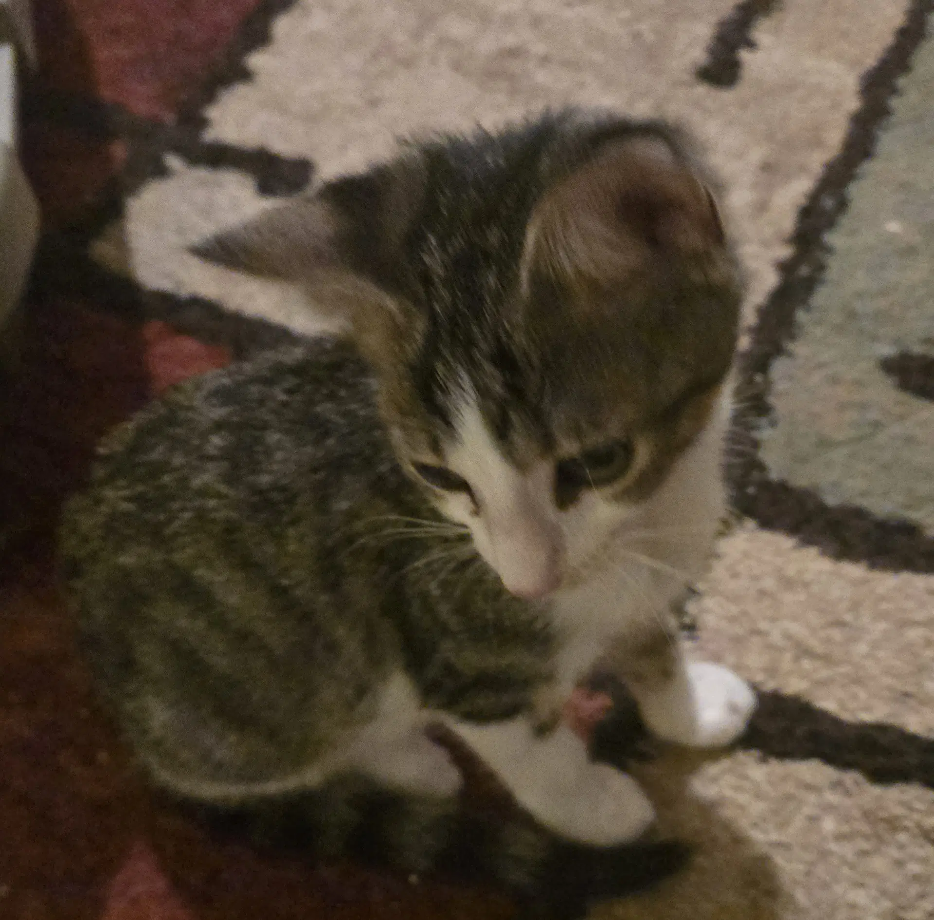 Tater Tot image 4