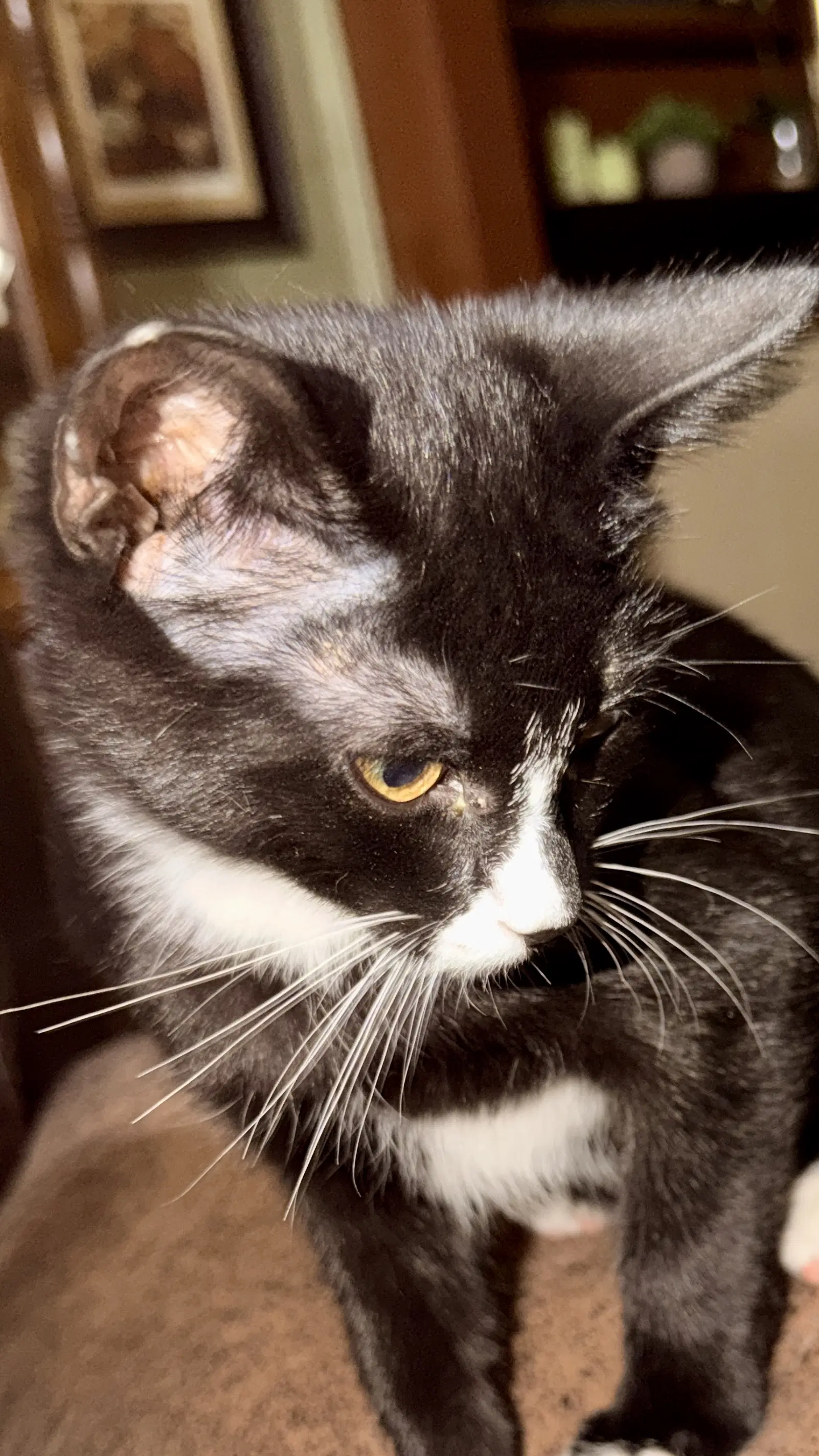 Charlie image 3