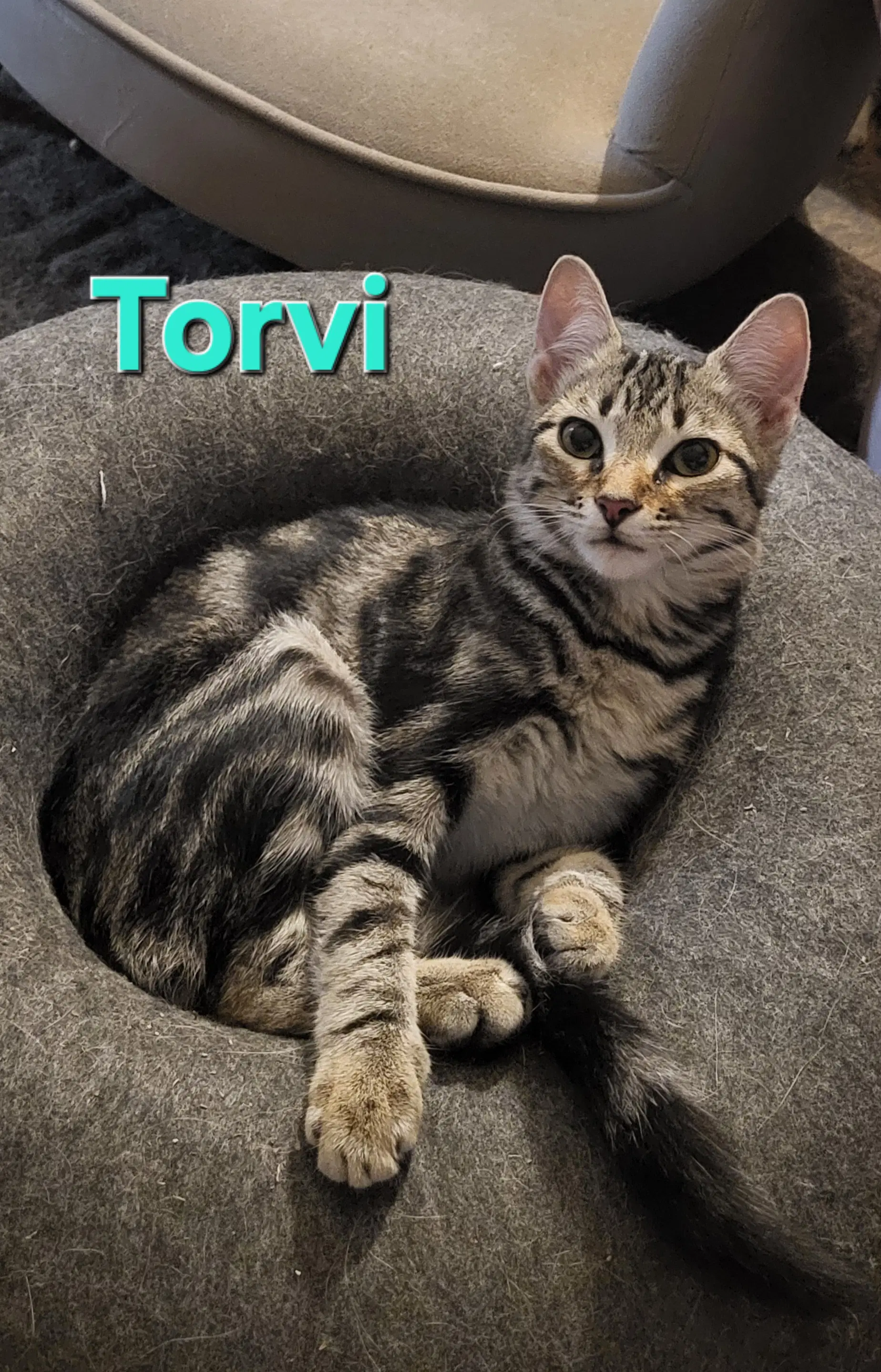 Torvi - Tabby