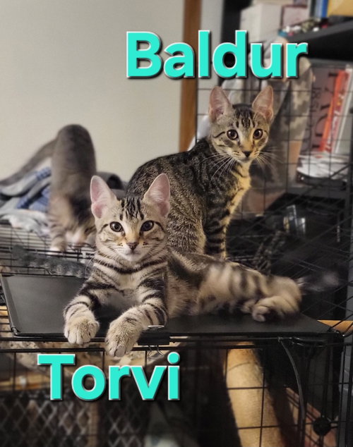 Photo 4 of Torvi