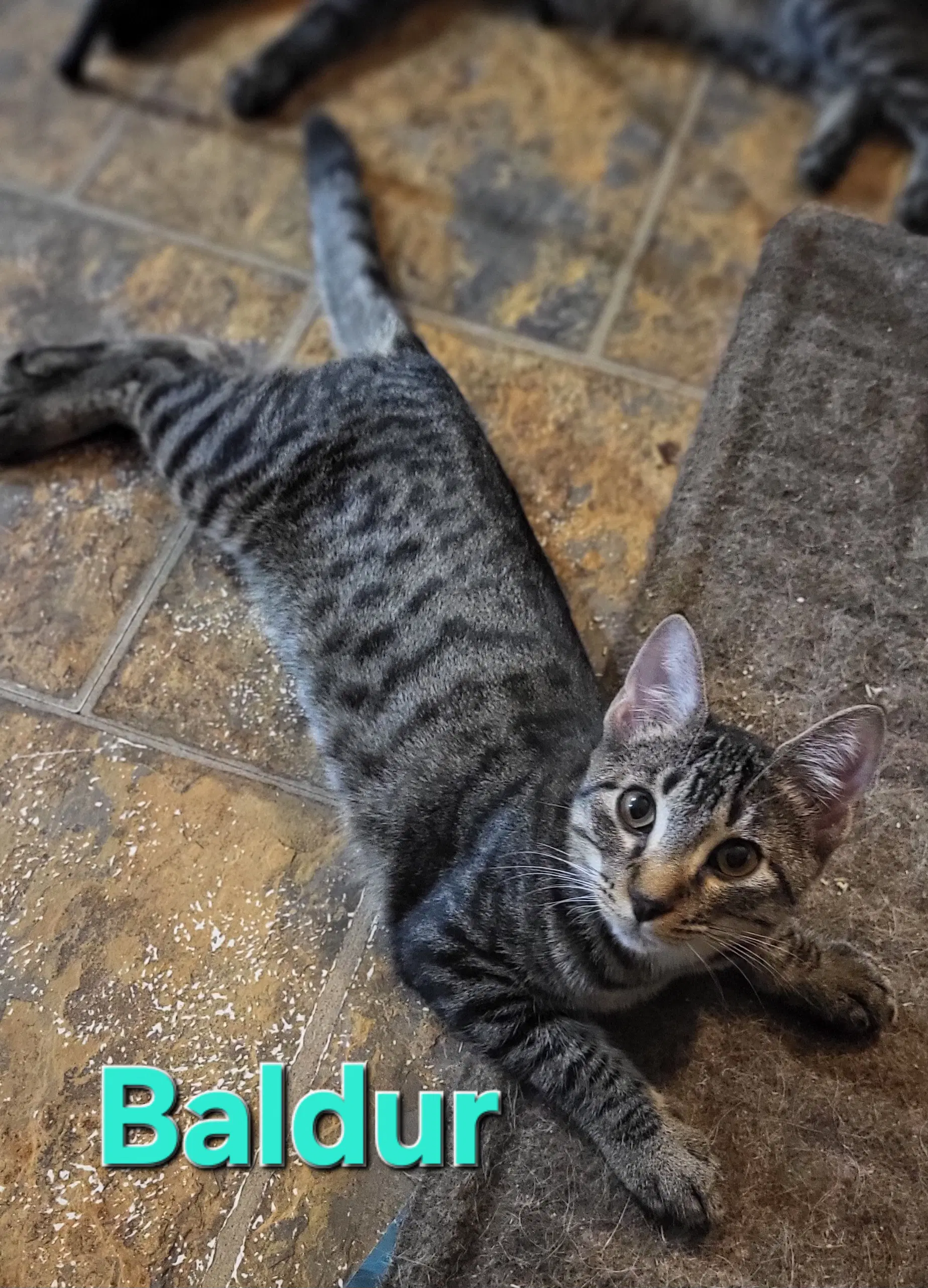 Baldur - Tabby