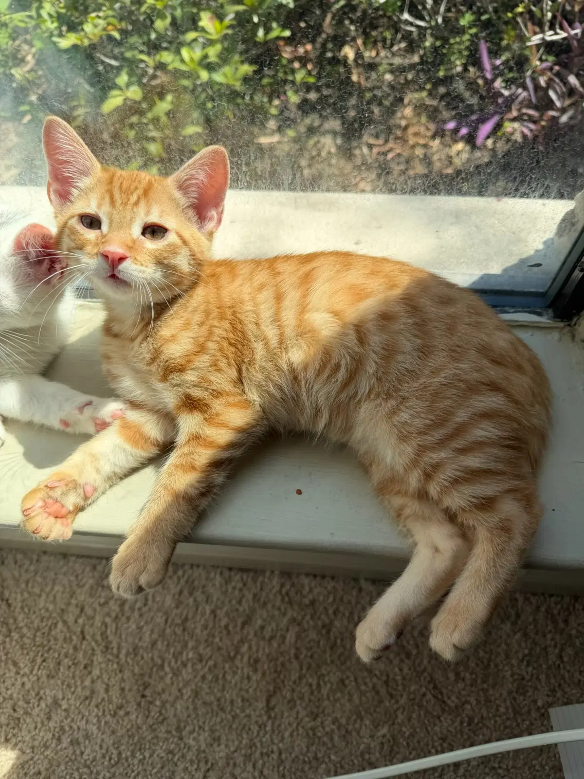 Cheddar - Tabby