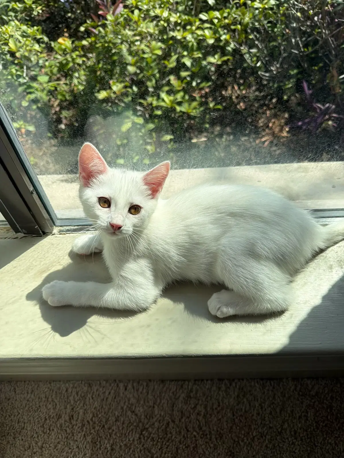 Lucky - Domestic Short Hair