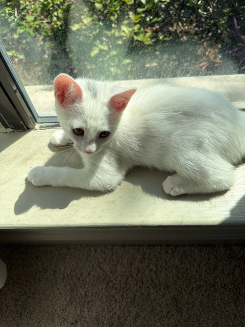 Photo 2 of Lucky