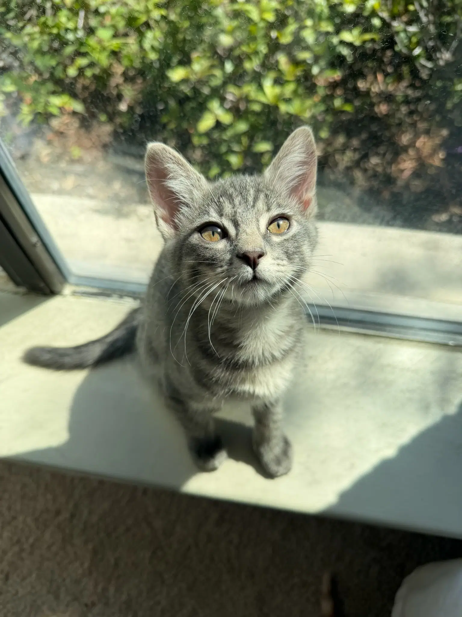 Blu - Tabby