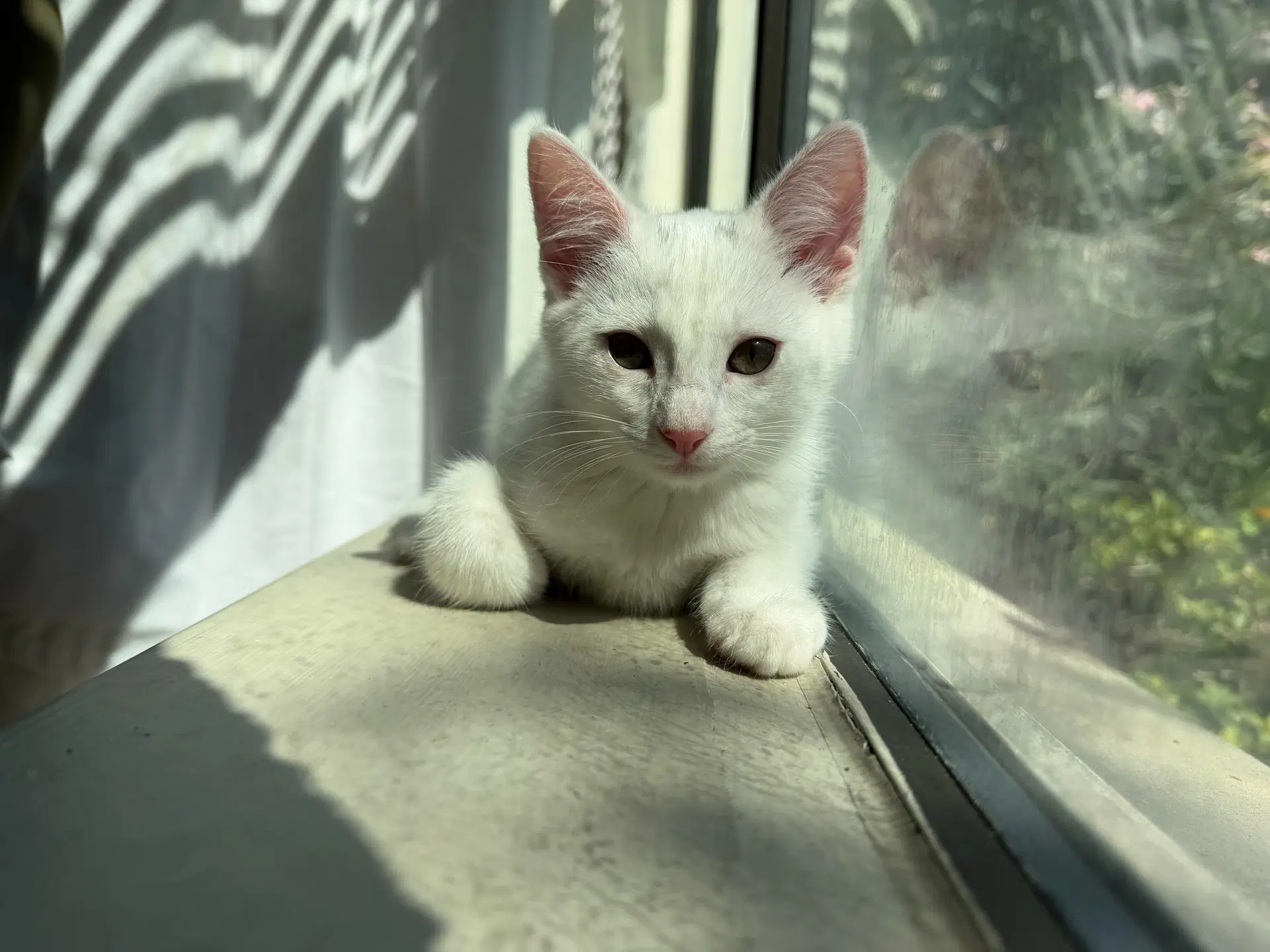 Tres - Domestic Short Hair