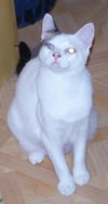 Narissa