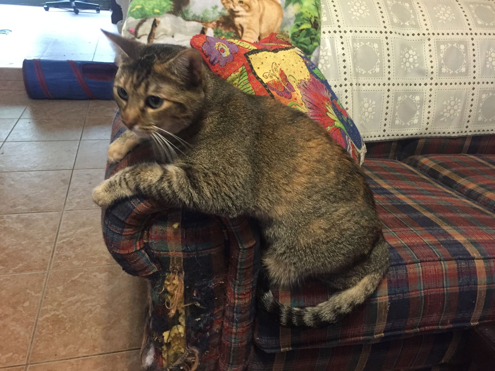 adoptable Cat in Cypress, TX named GIDGET