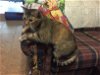 adoptable Cat in cypress, TX named GIDGET