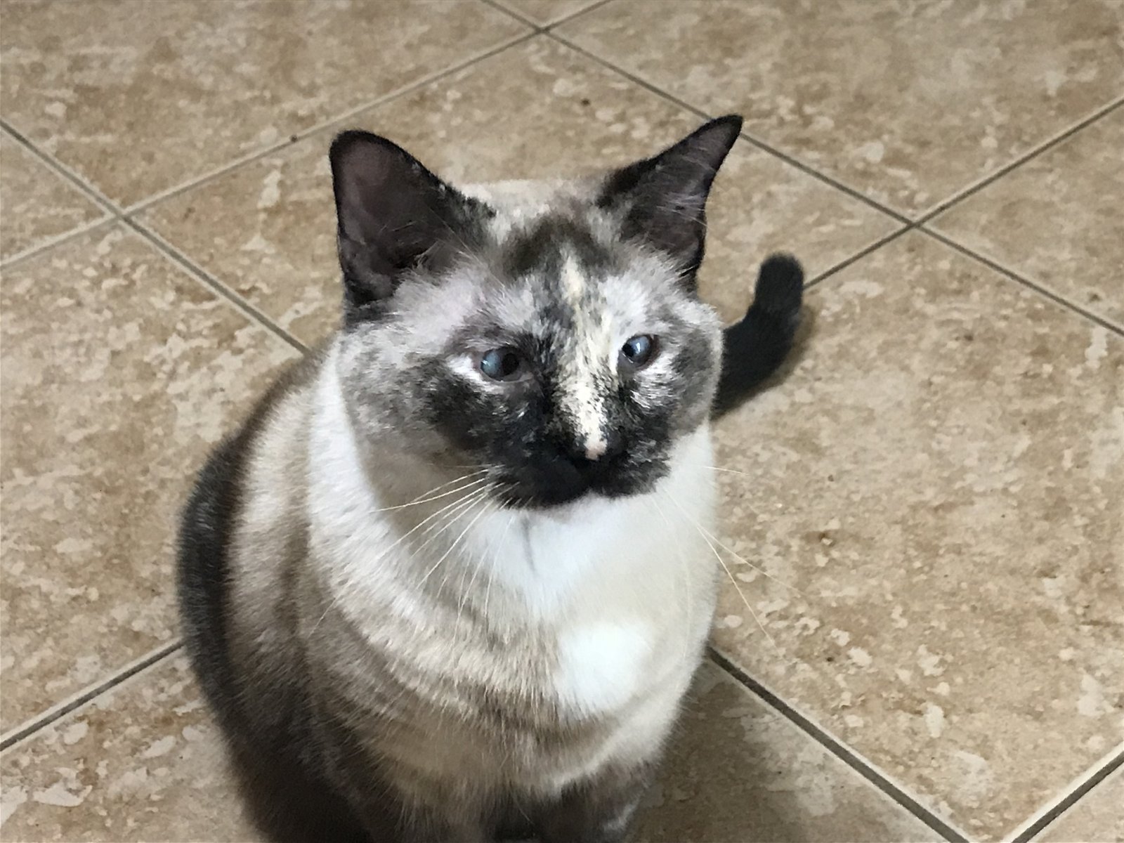 adoptable Cat in Cypress, TX named Skittles