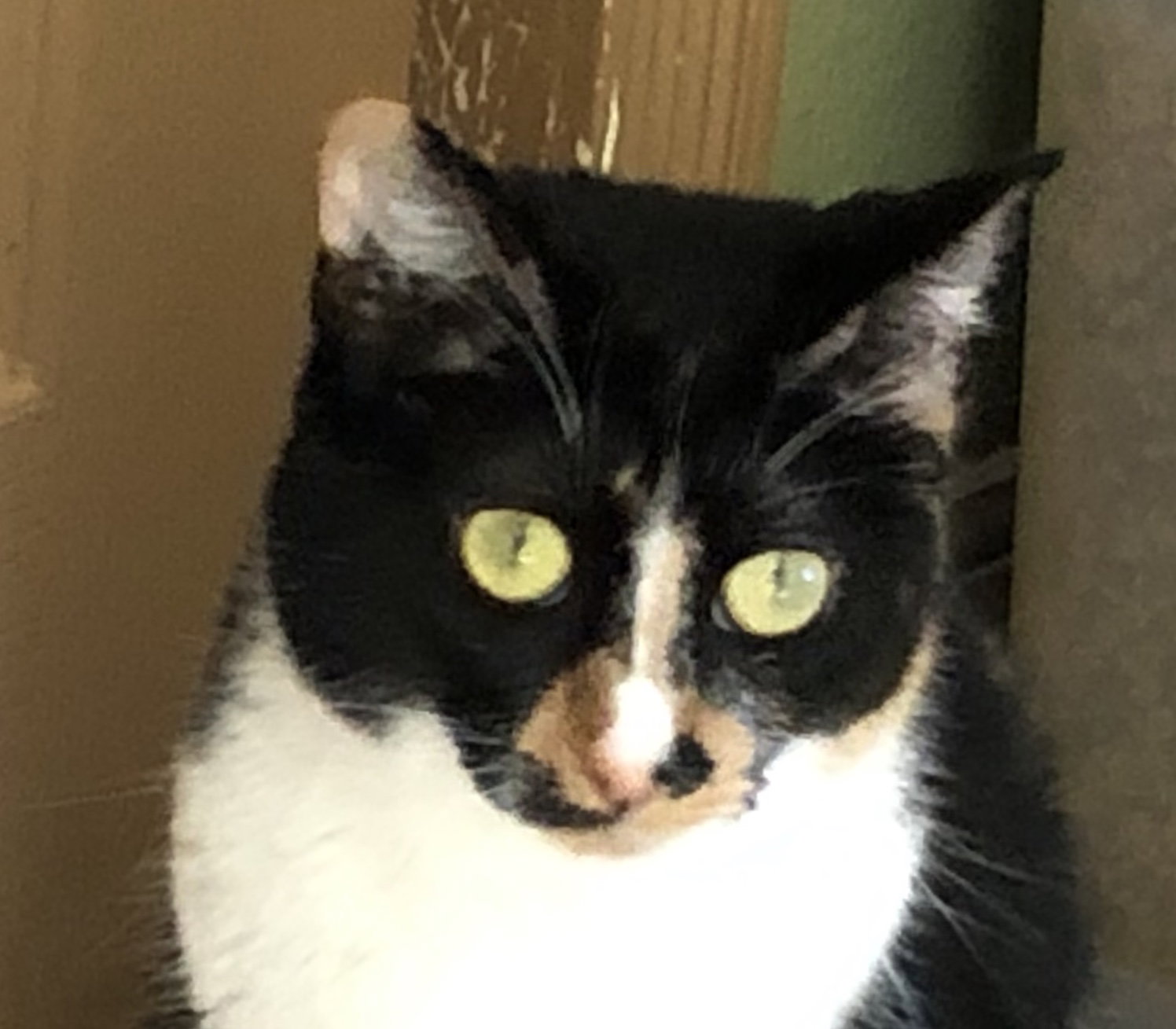 Precious, Calico