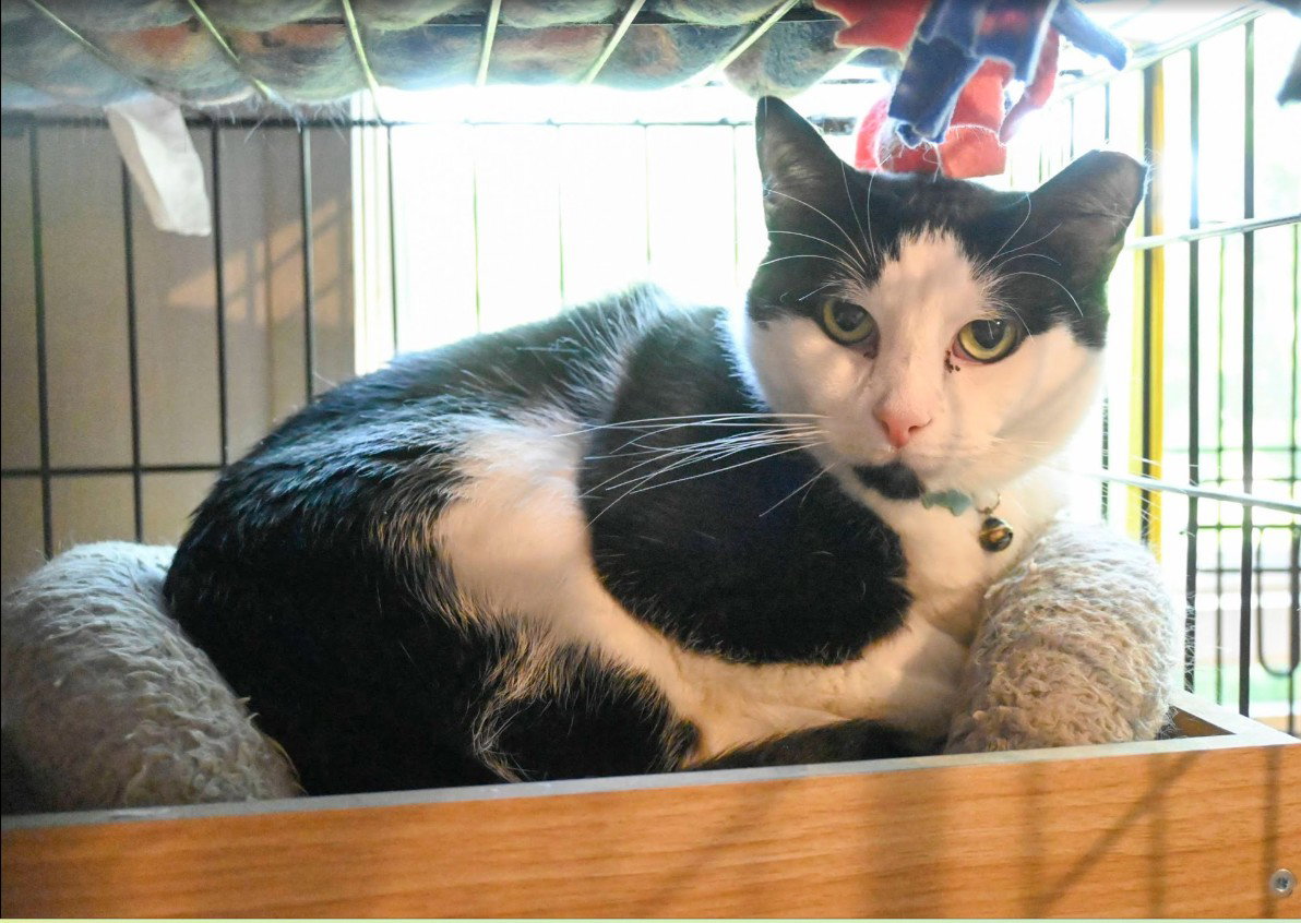 Percy Image
