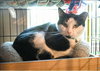Percy - Photo 1