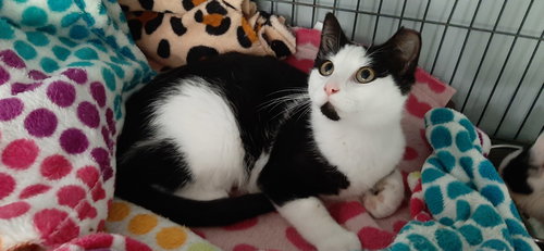 PERCY - Domestic Short Hair available for adoption