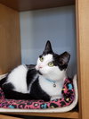 Percy - Photo 3