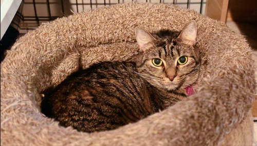 LUCY - Tabby / Domestic Short Hair available for adoption