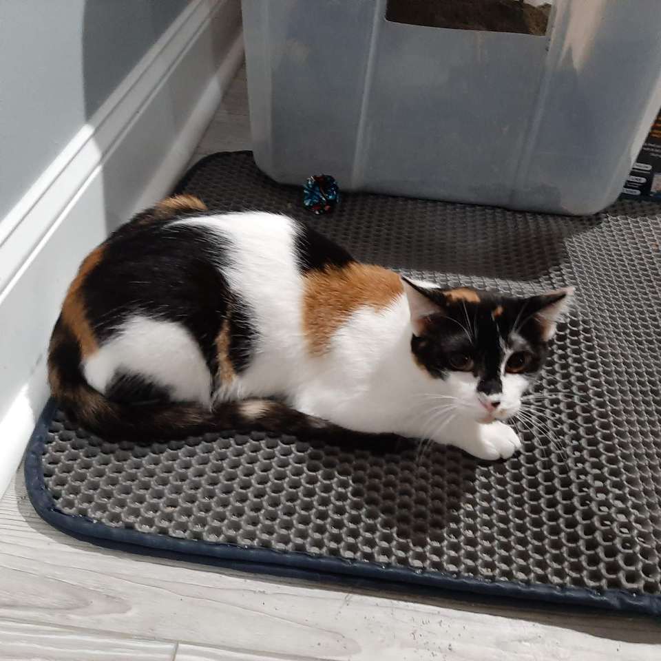 adoptable Cat in Hampstead, NC named Shrimp