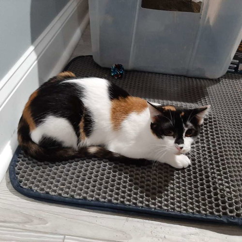SHRIMP - Calico / Domestic Short Hair available for adoption