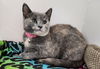 adoptable Cat in Hampstead, NC named Shells