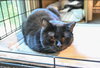 Mama Batts - Photo 1