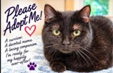 picture of the cat needing adoption