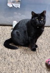 Mama Batts - Photo 2