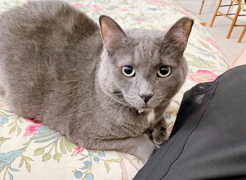 BLUE FISH & BLUE MARLIN (PERCH AT FURR SANCTUARY) - Russian Blue available for adoption
