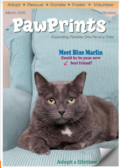 picture of the cat needing adoption