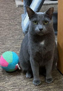 adoptable Cat in Hampstead, NC named Blue Marlin & Perch