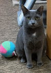 adoptable Cat in  named Blue Marlin & Perch