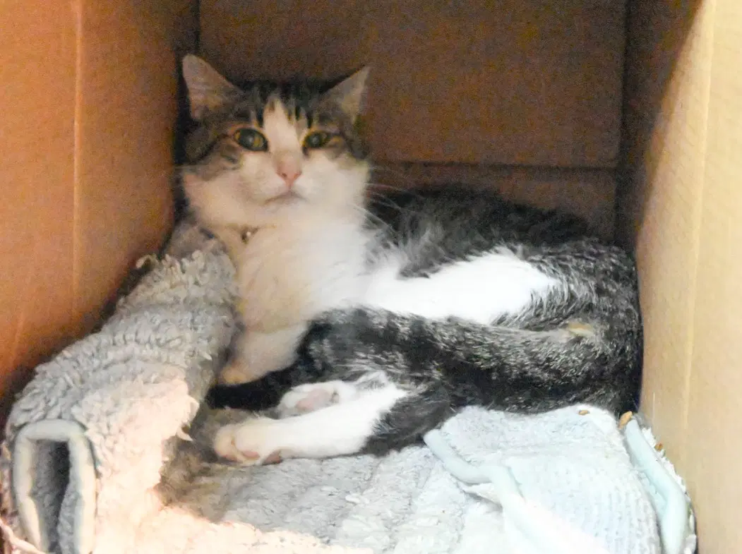 Buddy - Domestic Medium Hair