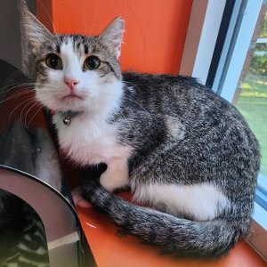 adoptable Cat in Hampstead, NC named Buddy