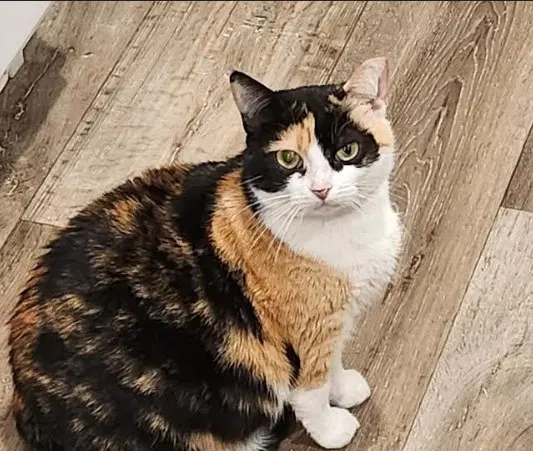 Bumble Bee - Domestic Medium Hair