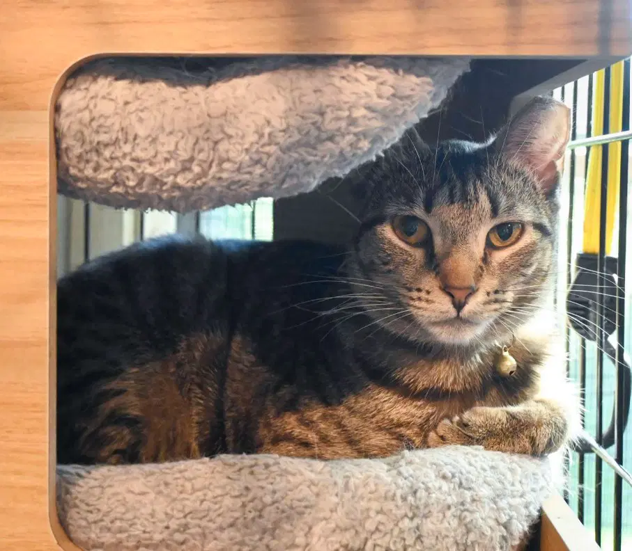 Yardleyfemale Tabby Scrappyadopted Male Black image 3
