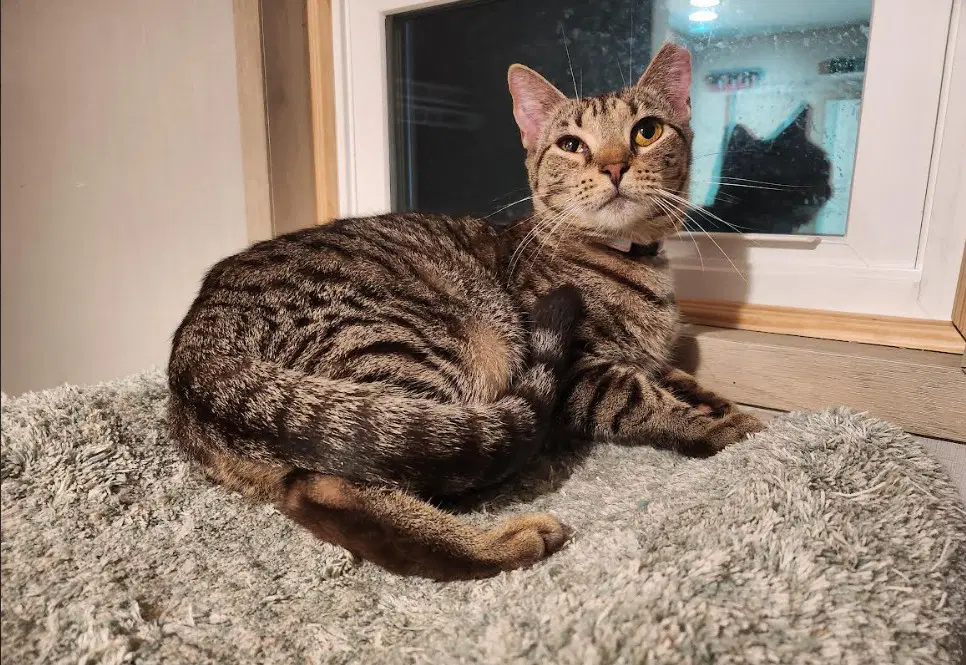 Yardleyfemale Tabby Scrappyadopted Male Black - Domestic Short Hair