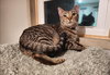 Yardley(female tabby) Scrappy(adopted male black) - Photo 1