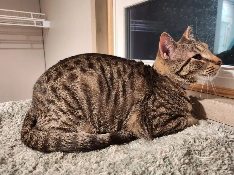 Yardleyfemale Tabby Scrappyadopted Male Black image 2