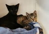 adoptable Cat in hampstead, NC named Yardley-female tabby / Scrappy-adopted male black